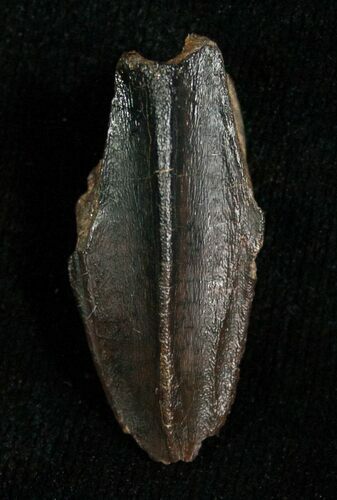 Large Hadrosaur Tooth In Nice Shape #5702